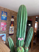 Load image into Gallery viewer, Pink Conch Necklace
