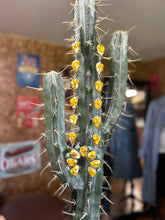 Load image into Gallery viewer, Honey Dahlia Squash Blossom
